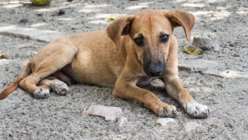 Sujeto abusaría de su hijastra de solo 9 años; para no ser descubierto, acusa a un canino