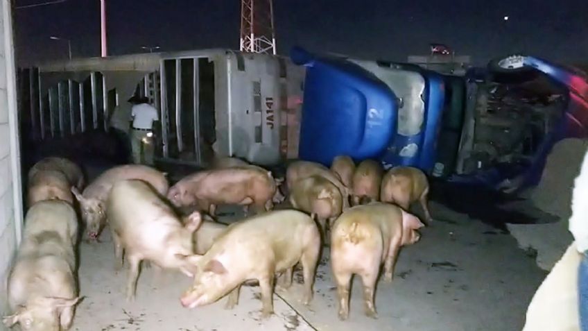 Vuelca tráiler cargado con cerdos vivos en Ciudad Obregón; algunos perdieron la vida