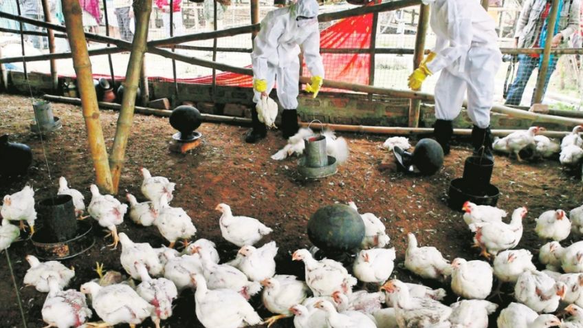 Detectan 5 focos de infección de gripe aviar en Polonia; hay más de 600 mil aves contagiadas