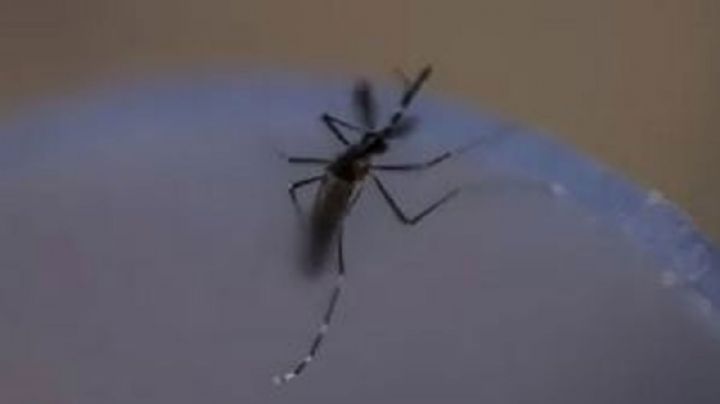 Dengue sigue presente en Sonora: Muere una joven en Cajeme; Bácum, con 27 casos confirmados