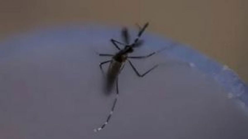 Dengue sigue presente en Sonora: Muere una joven en Cajeme; Bácum, con 27 casos confirmados