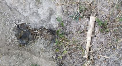 Leñadores descubren los cuerpos de dos hombres en predio de Nuevo León
