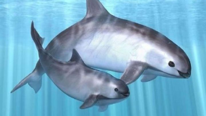 Triste noticia: Vaquita marina está a punto de desaparecer; solo había ocho ejemplares