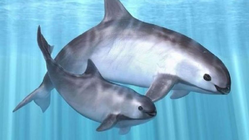 Triste noticia: Vaquita marina está a punto de desaparecer; solo había ocho ejemplares