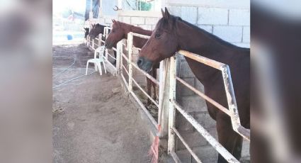 A causa de la pirotecnia, caballo terapéutico pierde la vida en Ciudad Obregón; se llamaba 'Guapo'