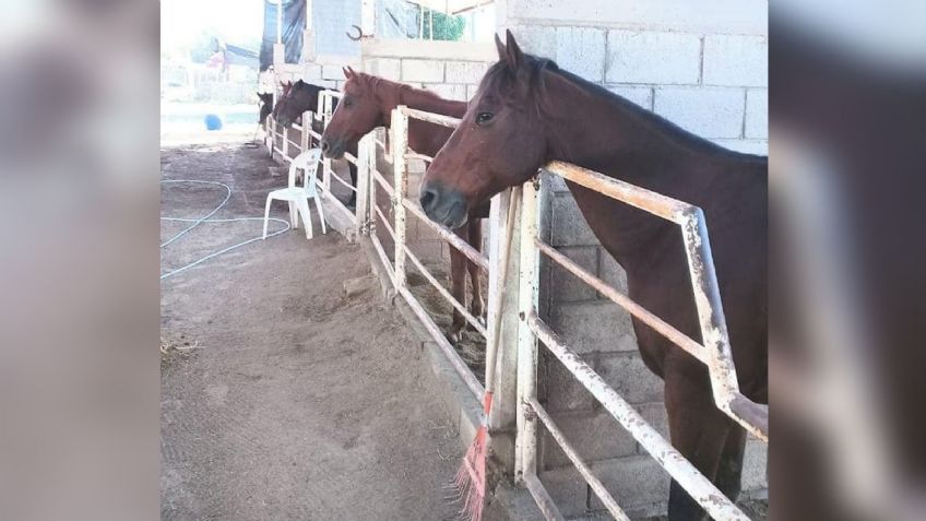A causa de la pirotecnia, caballo terapéutico pierde la vida en Ciudad Obregón; se llamaba 'Guapo'