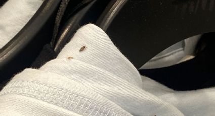 ¡Piojos en la ropa! Empleada denuncia presencia de insectos en prendas de una tienda en EU