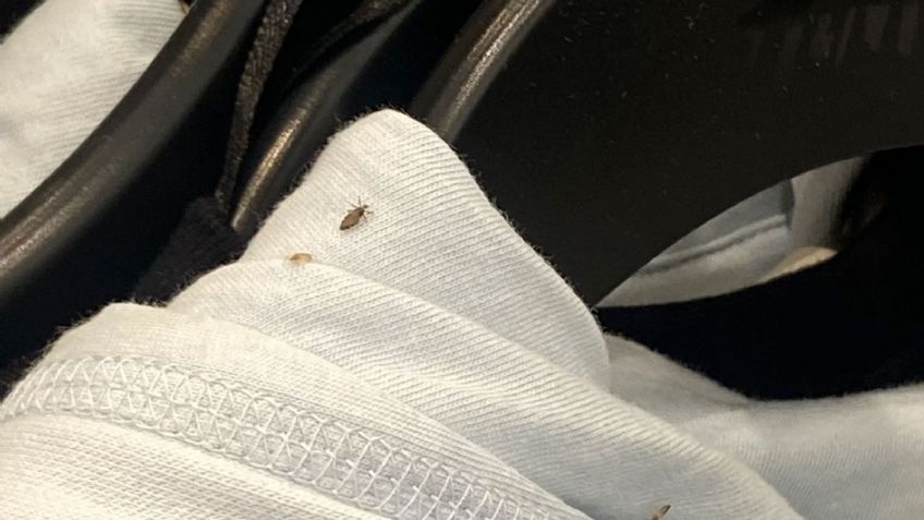 ¡Piojos en la ropa! Empleada denuncia presencia de insectos en prendas de una tienda en EU
