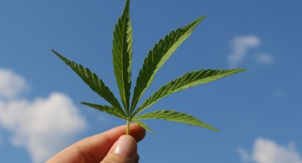 Cáncer y Covid-19: La marihuana podría ser la cura de muchas enfermedades mortales