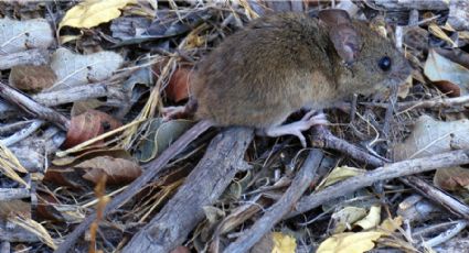 Muere un joven de 23 años por hantavirus en Argentina: ¿Cuáles son los síntomas?