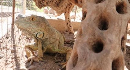 'Bartolo' se une a sus primas iguanas en el Centro Cultural de Cócorit Yo'o Joara