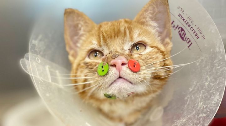 Masacrado y herido: Médicos reconstruyen la mandíbula de un gato con botones de costura