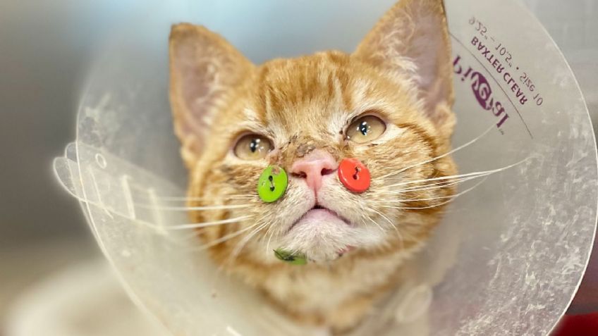 Masacrado y herido: Médicos reconstruyen la mandíbula de un gato con botones de costura