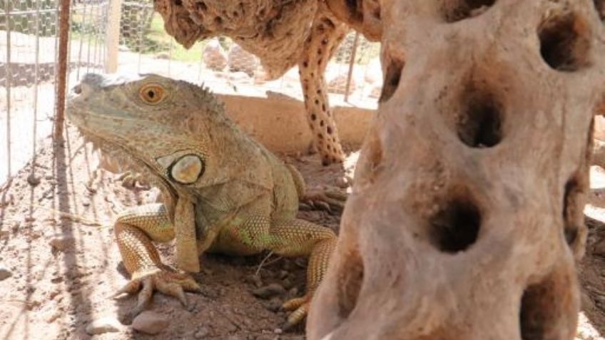 'Bartolo' se une a sus primas iguanas en el Centro Cultural de Cócorit Yo'o Joara