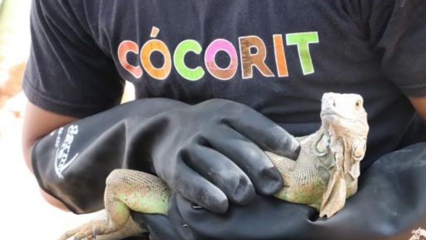 'Bartolo' se une a sus primas iguanas en el Centro Cultural de Cócorit Yo'o Joara