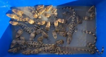 Rescatan a pequeños cocodrilos que eran transportados en una hielera en Chiapas