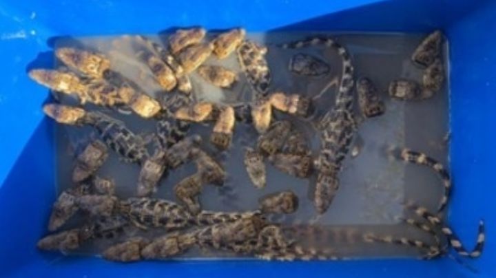 Rescatan a pequeños cocodrilos que eran transportados en una hielera en Chiapas