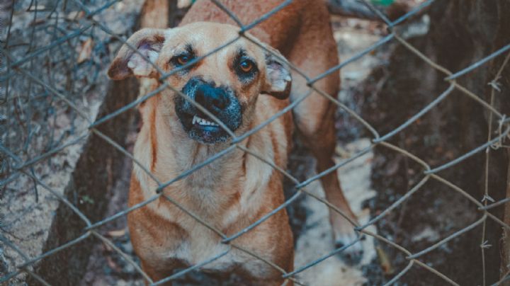 Mujer de la tercera edad muere atacada por los perros que cuidaba; la sorprenden en su patio