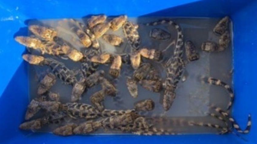 Rescatan a pequeños cocodrilos que eran transportados en una hielera en Chiapas