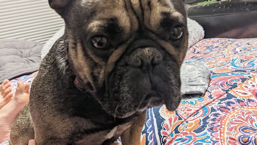 ¡Todo un guerrero! Bulldog francés vuelve a caminar después de haber vivido paralizado