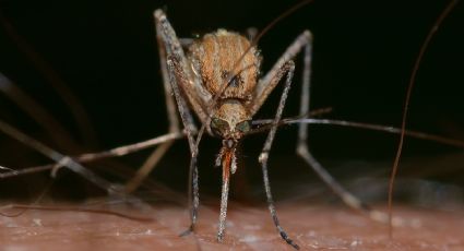 ¿El piquete de mosquito transmitiría Covid-19? Esta es la inesperada respuesta de la OMS