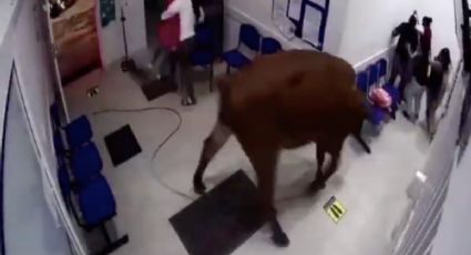 VIDEO: ¡Vaya susto! Pacientes huyen de enorme vaca en hospital de Colombia