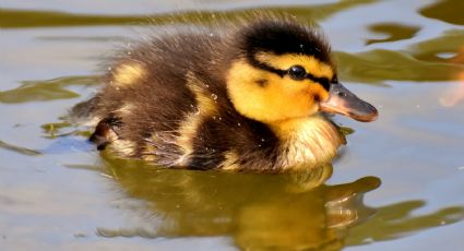 ¡No te hagas pato! Conoce algunos sabios refranes que hablan de este curioso animal