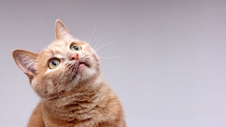 Así es la forma en la puedes combatir los piojos en tu amado gato