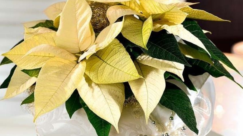 ¡Impactante! Estas son algunas especies de flores mexicanas que quizás no conocías