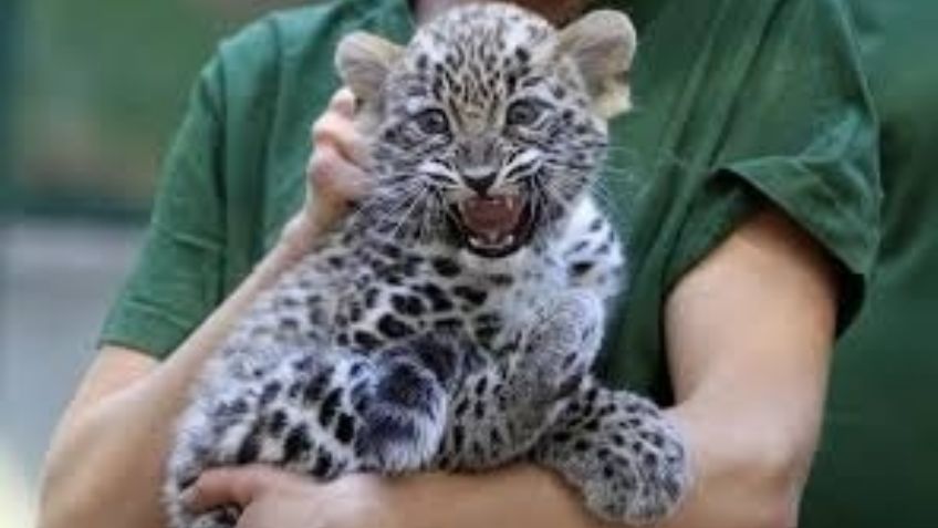 ¡Indignante! Animales son MALTRATADOS y pateados en zoológico; filtran FOTOS