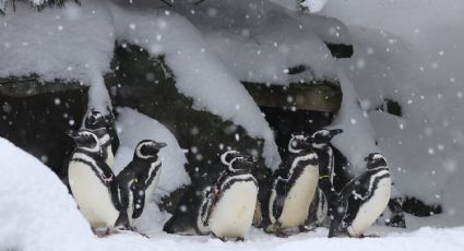 VIDEO: ¡Las nevadas no afectan a todos! Animales del zoológico disfrutan clima de EU