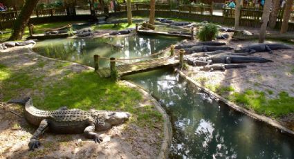Descuido de zoológico casi le cuesta la vida a un cocodrilo; fue operado por comer algo inusual