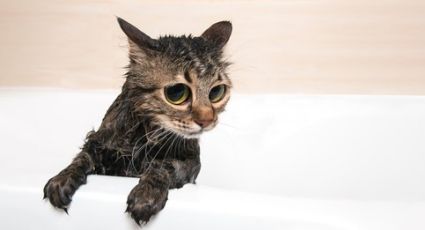 ¡No más rasguños! Así puedes bañar a tu gato sin sufrir rasguños en el intento