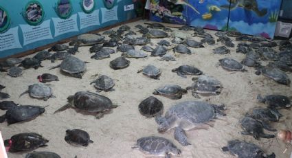 ¡Gran labor! Con hipotermia, rescatan a tortugas varadas en playas de Tamaulipas
