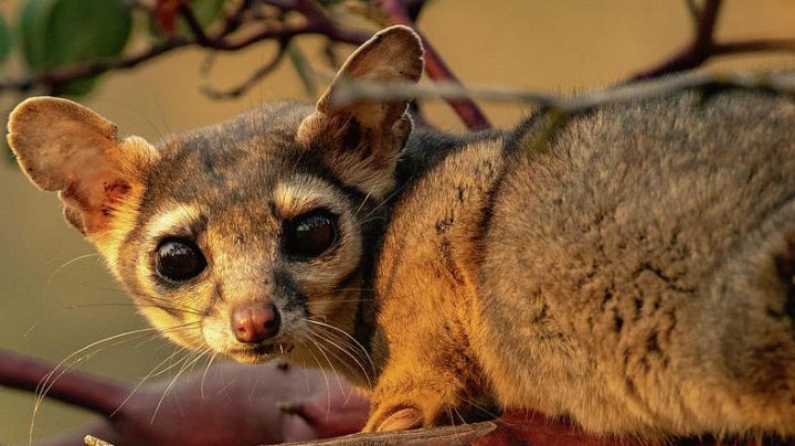 ¿Son mitad gato? Sorpréndete con estos datos curiosos sobre el famoso cacomixtle