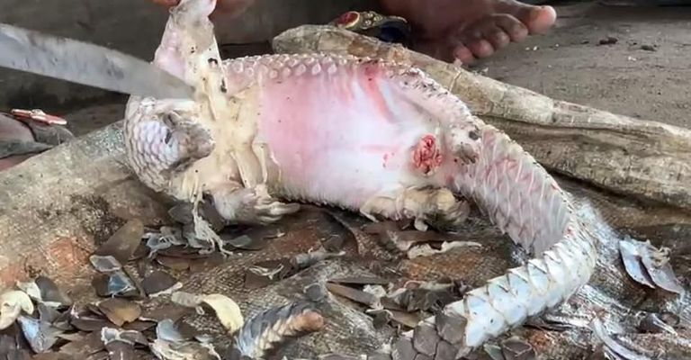 mercado de Nigeria donde podría surgir un nuevo coronavirus