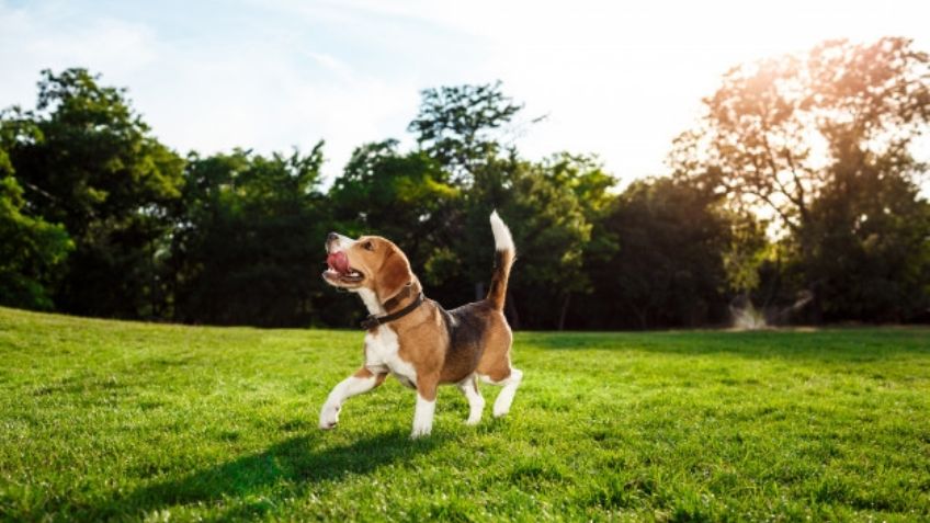 ¿Fanático del Universo Marvel? Estos nombres para perros serán perfectos para tu mascota