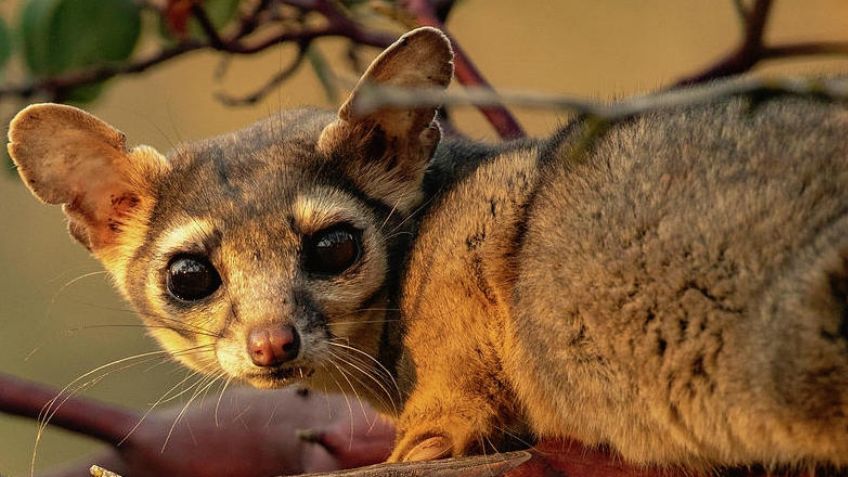 ¿Son mitad gato? Sorpréndete con estos datos curiosos sobre el famoso cacomixtle