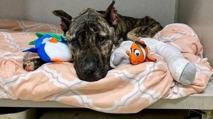 En los huesos y olvidado: La impactante historia de un perro que sobrevivió al infierno