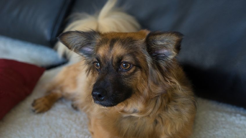 'Me salvó la vida': Esta es la historia de un perro que permaneció con su dueño herido