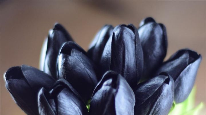 ¡Obscuras como la noche! Las flores negras existen y pueden ser perfectas para tu hogar