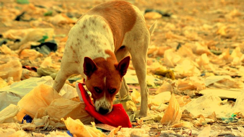 Terror en Edomex: Perros hallan restos humanos detrás de un kínder de Toluca
