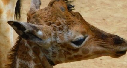 ¡Participa! El Zoológico de Chapultepec pide ayuda para nombrar a una jirafa bebé