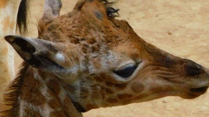 ¡Participa! El Zoológico de Chapultepec pide ayuda para nombrar a una jirafa bebé