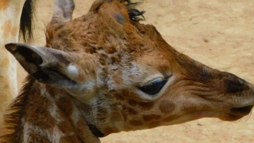 ¡Participa! El Zoológico de Chapultepec pide ayuda para nombrar a una jirafa bebé