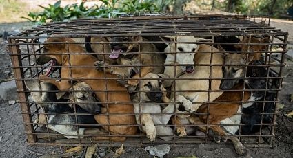 ¡Se los iban a comer! Rescatan a 61 perros que iban al matadero; los tenían en una jaula