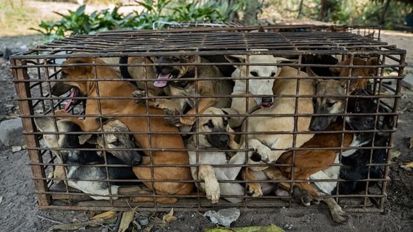 ¡Se los iban a comer! Rescatan a 61 perros que iban al matadero; los tenían en una jaula