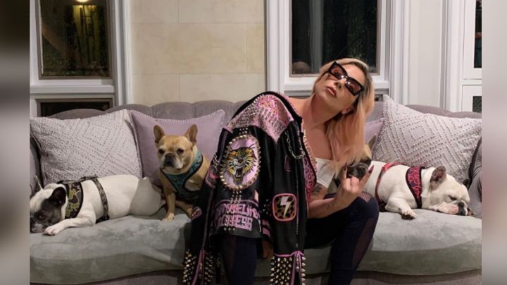 Lady Gaga ofrece 500md por el regreso de 'Gustavo' y 'Koji' tras su secuestro