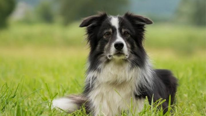 Nace 'Skipper', la increíble perrita de seis patas, dos colas y dos aparatos reproductores