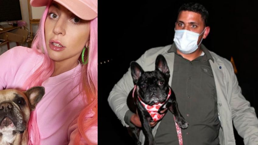 Ryan pasea a los 'bebés' de Lady Gaga y es baleado; secuestran a 'Koji' y 'Gustavo'